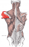 anterior delts