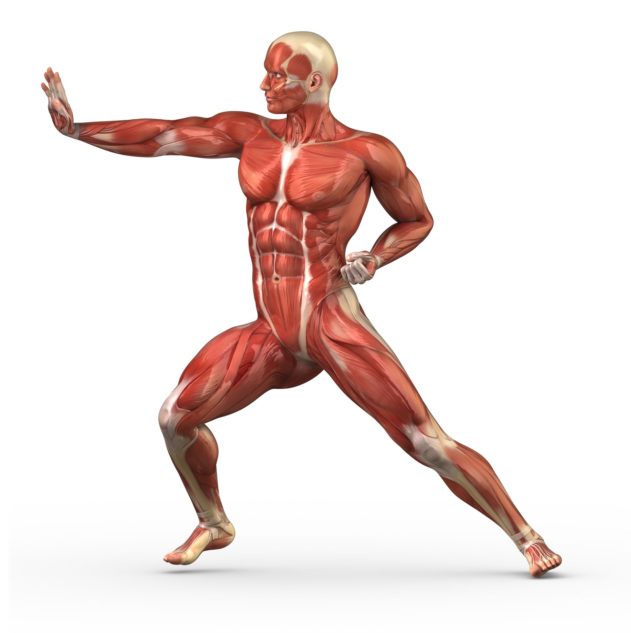 building lean muscle
