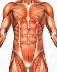 core muscles