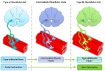 muscle fibres types